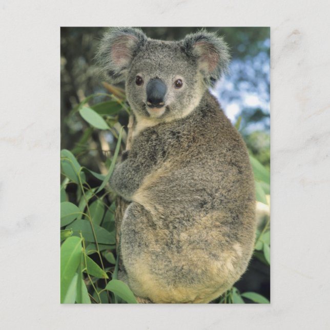 Koala, Phascolarctos cinereus), vom Aussterben bed Postkarte (Vorderseite)