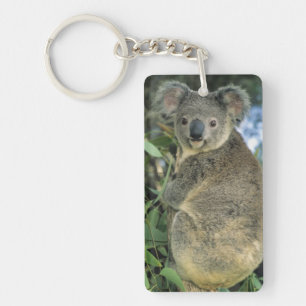 Koala, Phascolarctos cinereus), vom Aussterben bed Schlüsselanhänger