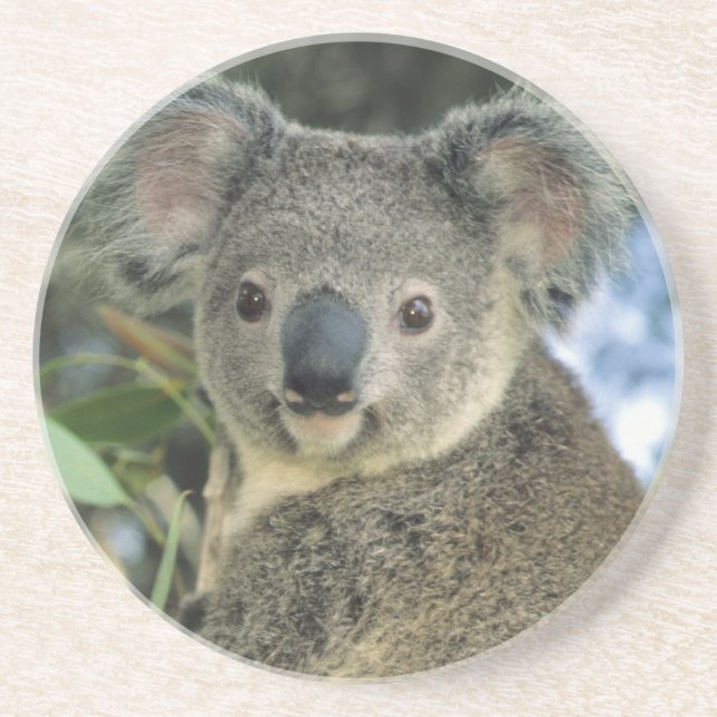 Koala, Phascolarctos cinereus), vom Aussterben bed Untersetzer (Vorne)