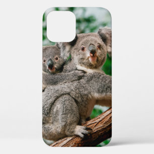 Koala, Phascolarctos cinereus, Weibchen trägt Jung Case-Mate iPhone Hülle