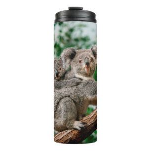 Koala, Phascolarctos cinereus, Weibchen trägt Jung Thermosbecher