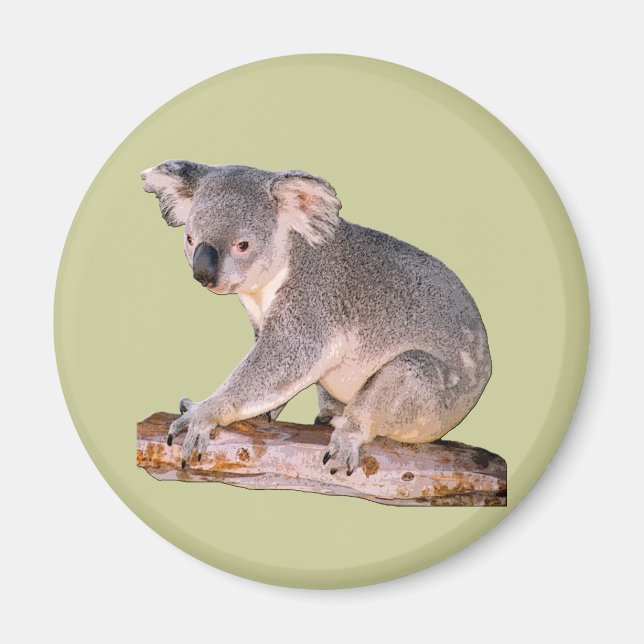 Koala Picture Magnet (Vorne)