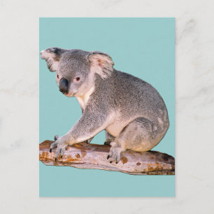 Koala Picture Postcard Postkarte