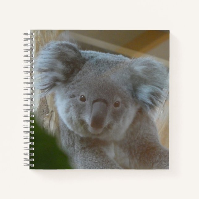 Koala Portrait-Notebook Notizbuch (Vorderseite)