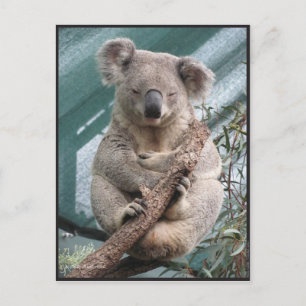 Koala, Postcard, 2013, 4,25" x 5,6" Postkarte