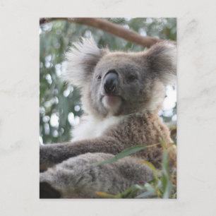Koala Postcard Postkarte