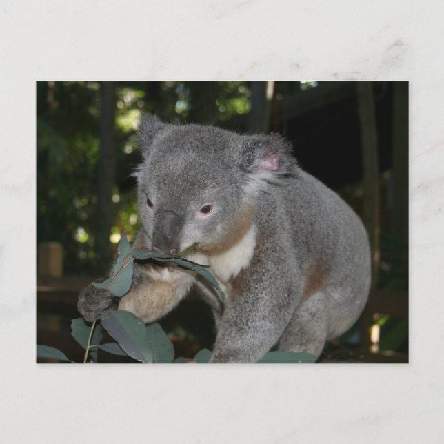 Koala Postcard Postkarte (Vorderseite)