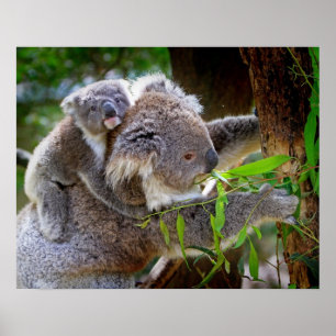 Koala Poster