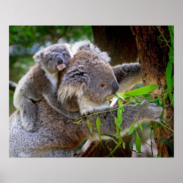 Koala Poster (Vorne)