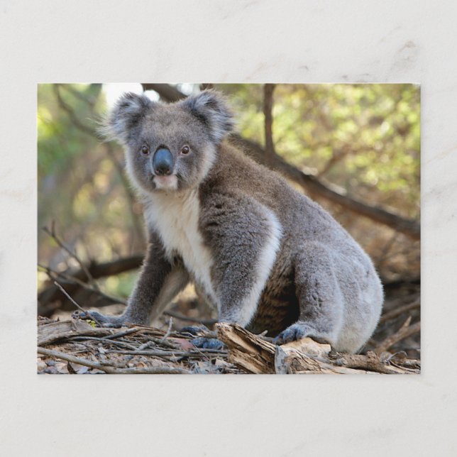 Koala Postkarte (Vorderseite)