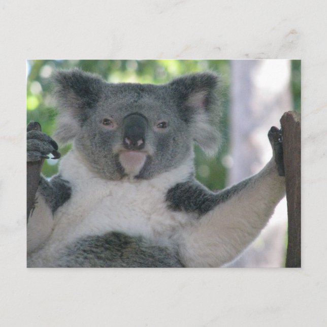 Koala Postkarte (Vorderseite)
