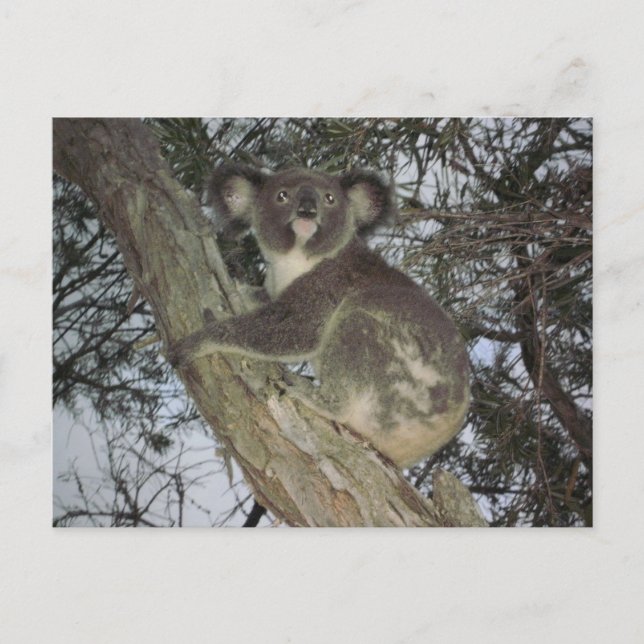 Koala Postkarte (Vorderseite)
