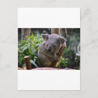 Koala Postkarte