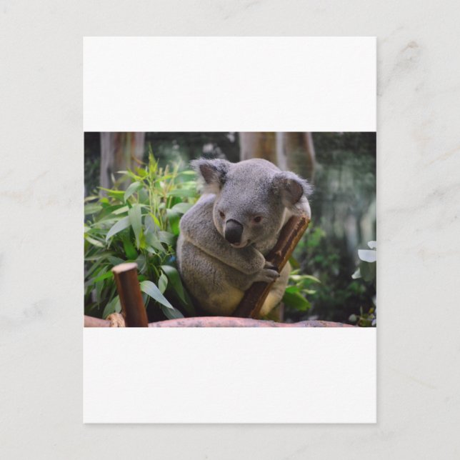 Koala Postkarte (Vorderseite)