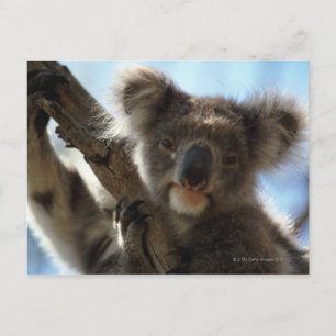 Koala Postkarte