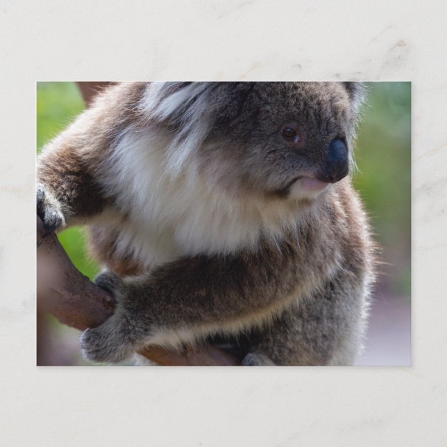 Koala Postkarte (Vorderseite)