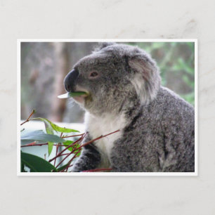 Koala Postkarte