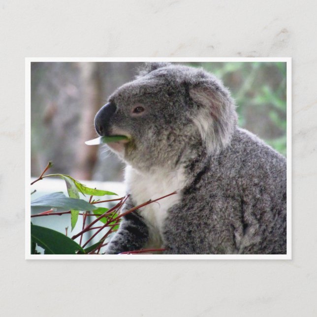 Koala Postkarte (Vorderseite)
