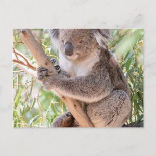 Koala Postkarte