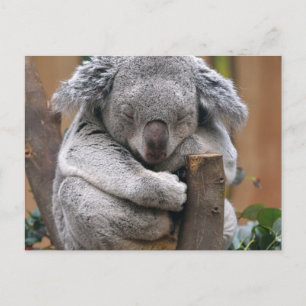 Koala Postkarte