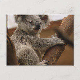 Koala Postkarte