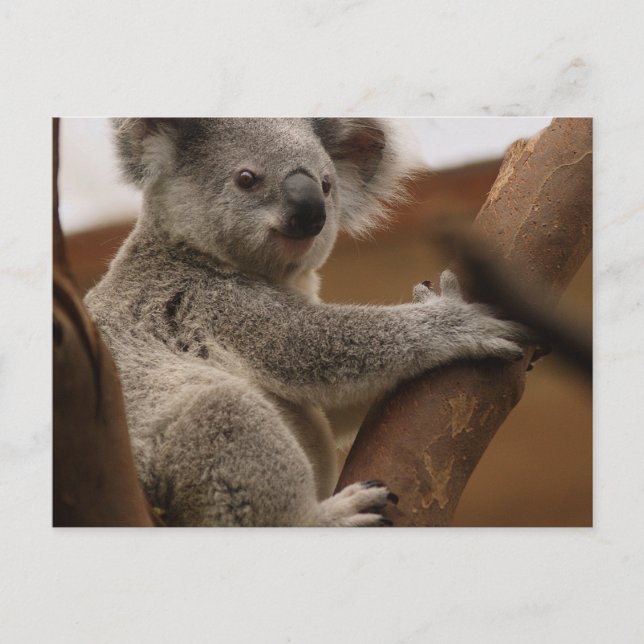 Koala Postkarte (Vorderseite)