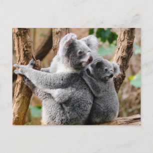 Koala Postkarte