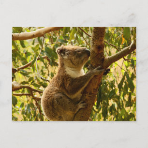 Koala Postkarte