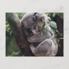 Koala Postkarte