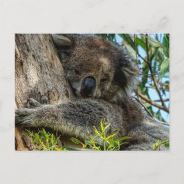 Koala Postkarte