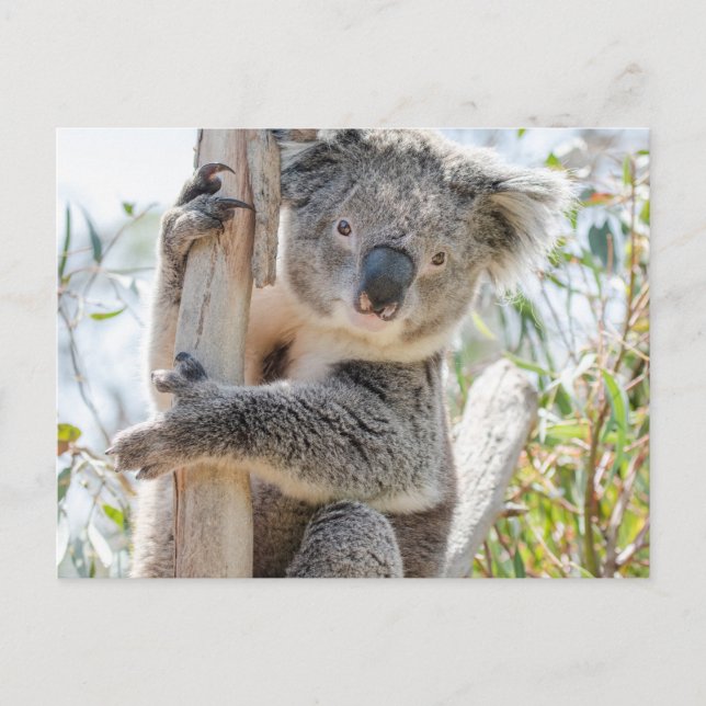 Koala Postkarte (Vorderseite)