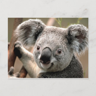 Koala Postkarte