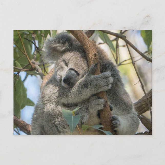 Koala Postkarte (Vorderseite)