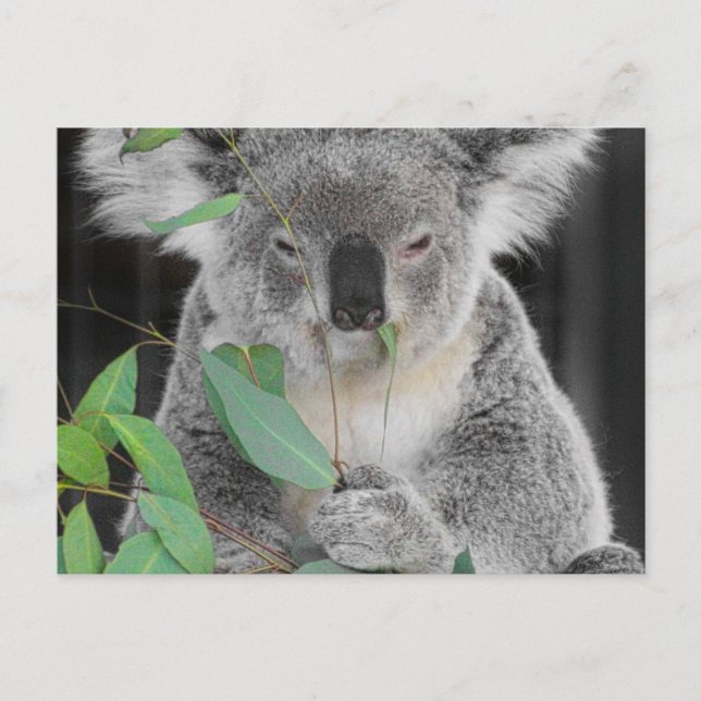 Koala Postkarte (Vorderseite)
