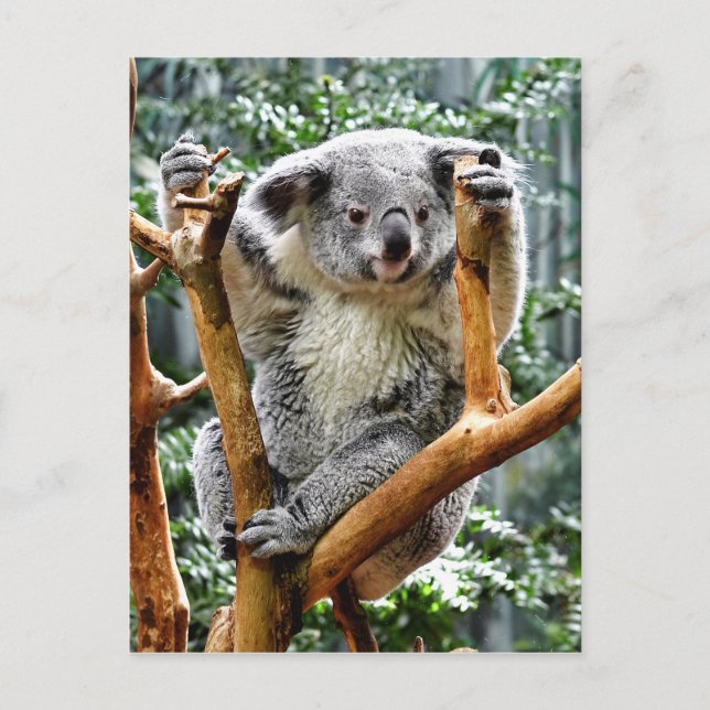 Koala Postkarte (Vorderseite)