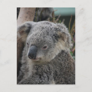 Koala Postkarte