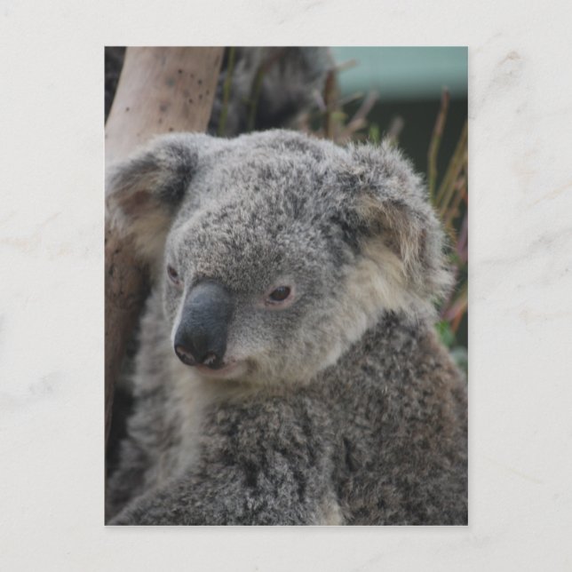 Koala Postkarte (Vorderseite)