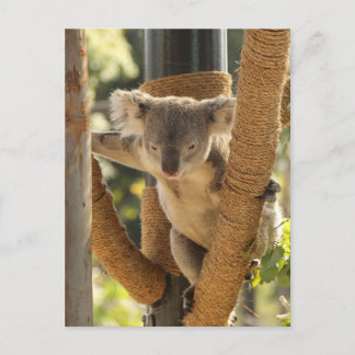 Koala Postkarte