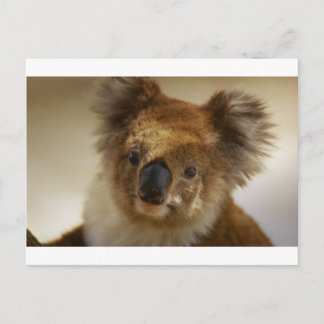 Koala Postkarte