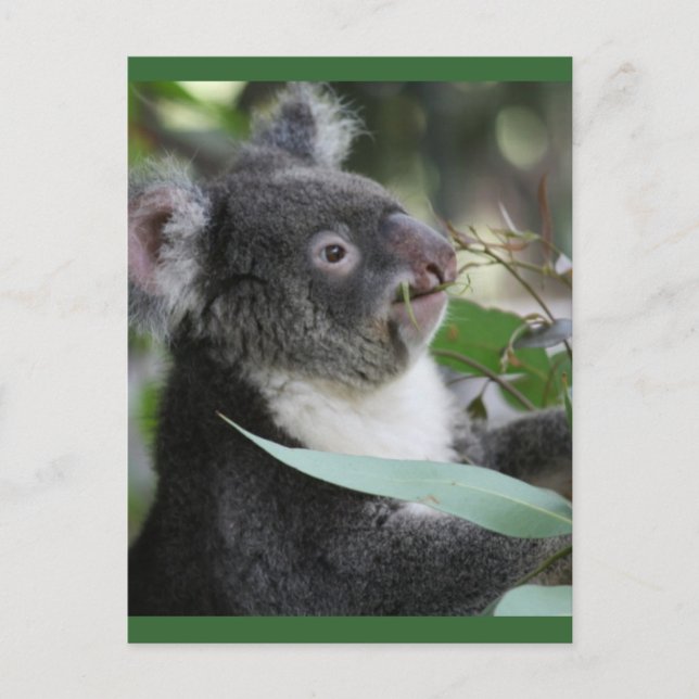 Koala Postkarte (Vorderseite)