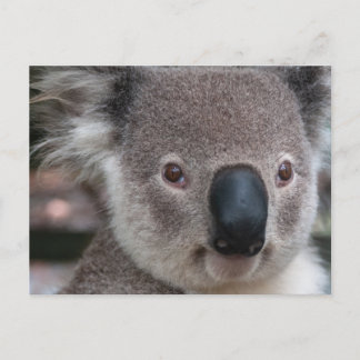 Koala Postkarte