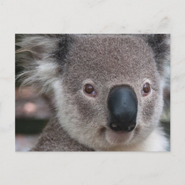 Koala Postkarte (Vorderseite)