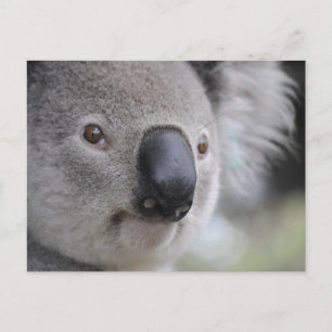 Koala Postkarte