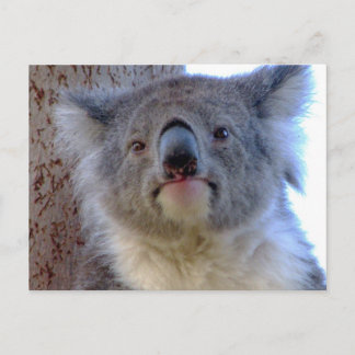 Koala Postkarte