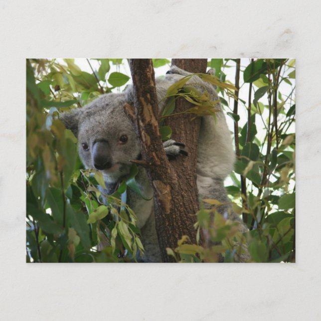 Koala Postkarte (Vorderseite)