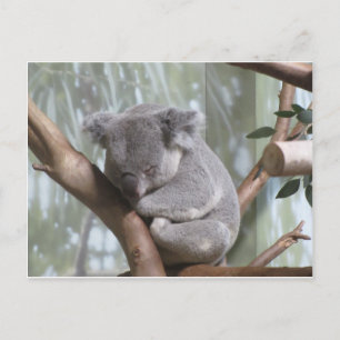 Koala Postkarte