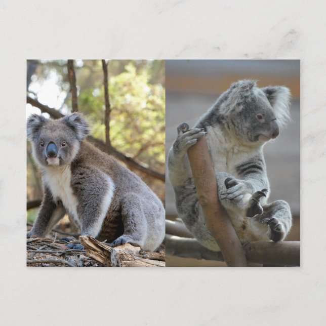 Koala Postkarte (Vorderseite)