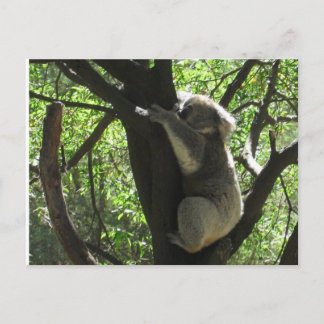 Koala Postkarte