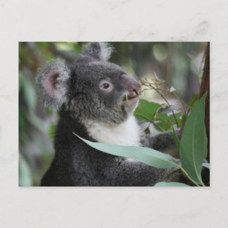 Koala Postkarte
