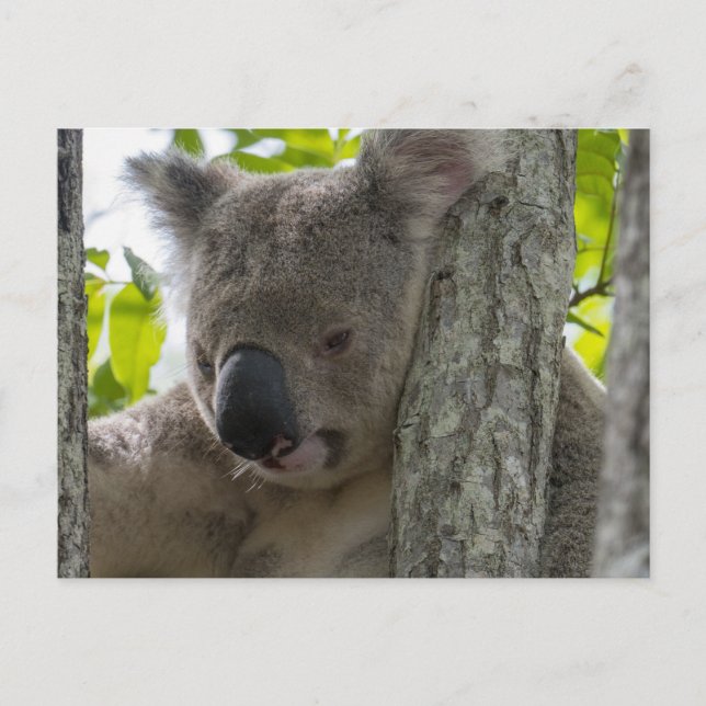 Koala Postkarte (Vorderseite)